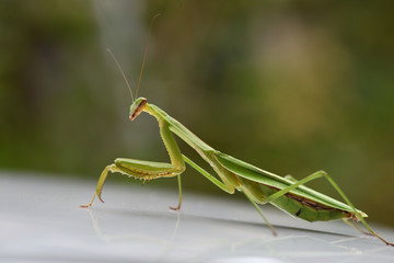 カマキリ