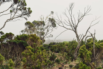 Obraz na płótnie Canvas tree in the forest against a foggy background, Aberdare Ranges, Kenya