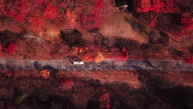 Aerial view autumn forest of Naejangsan National Park,South Korea.