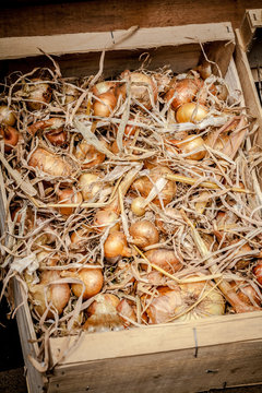 jardin potager organique l&eacute;gumes automne saison cabane jardinier