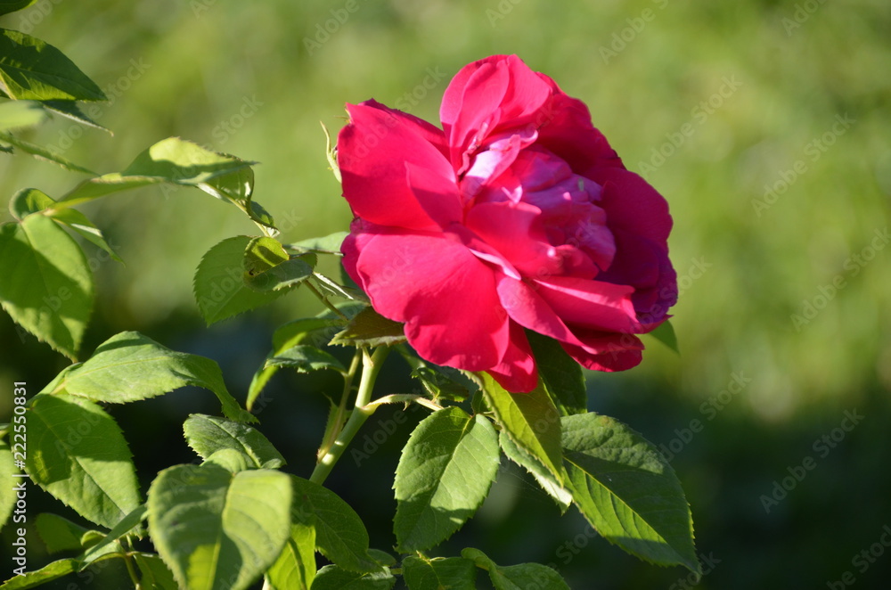 Sticker macro red flower rose green leaf