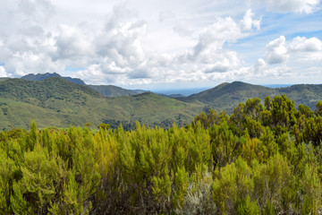 The foggy landscapes of Elephant Hill, Aberdare Ranges, Kenya