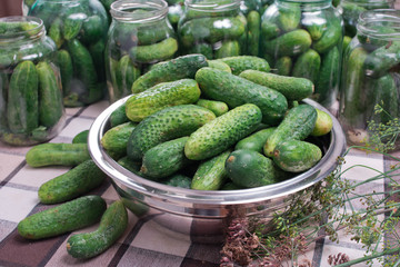 Delicious marinated cucumbers in a metal plate. Preparation of cucumbers for home canning pickles.
