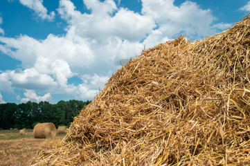 hay after harvest, stacks of straw bales of hay, farm farm fields with harvested crops.