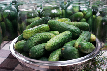 Tasty pickled cucumbers in a jar. Preparation of cucumbers for home canning pickles.