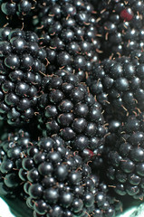 A beautiful fresh ripe red berries of raspberries close-up