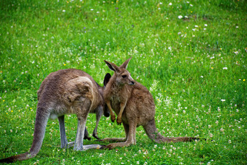 kangaroo in the meadow