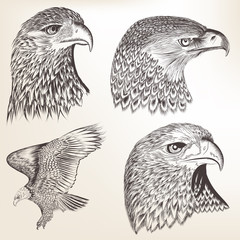 Collection of vecotr hand drawn eagles