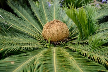Flower of the female Sago palm, or Cycas revoluta, in Costa Rica.