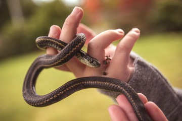 Obraz premium gardener snake 