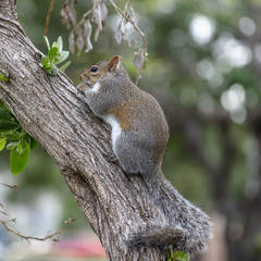 squirrel in a tree
