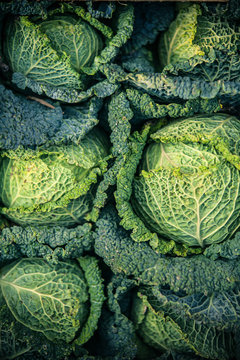 jardin potager organique l&eacute;gumes automne saison cabane jardinier