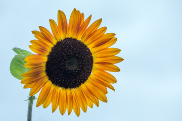 Obraz premium vibrant colorful sunflower 