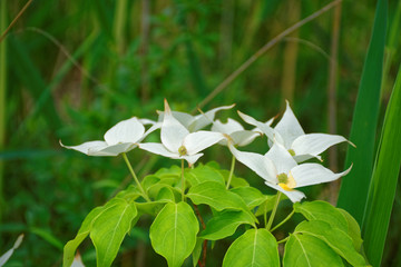 beautiful flowers in the Park