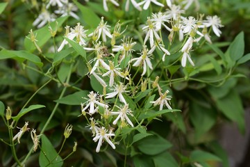 Sweet autumn clematis (Clematis temiflora)