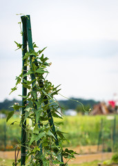 Fototapeta premium climbing vine plant