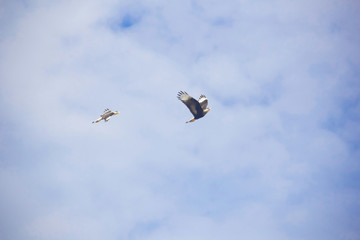 Fototapeta premium kite in the sky