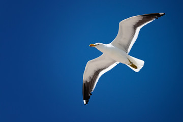 seagull flying in blue sky