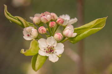 apple blossom 