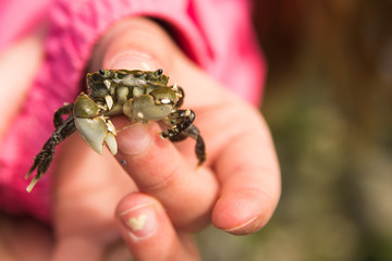 crab in hand 