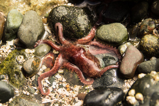 octopus 