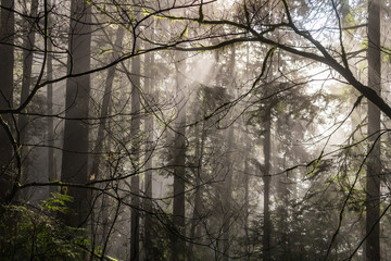 Lynn Canyon, North Vancouver, BC, Canada.