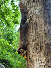 Sigiriya Rock in Sri Lanka