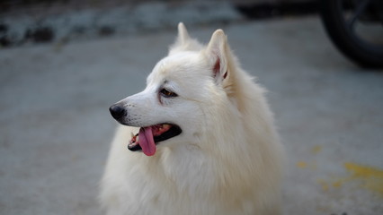 portrait of a dog white.