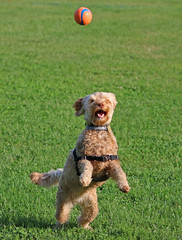 Dog Jumping for Ball