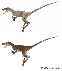 Obraz na płótnie Canvas 学名：ドロマエオサウルス。.白亜紀後期の小型のラプトル。マニラプトル類は鳥類との近似性が見られ、羽毛状の体毛のある印象化石が多くみられる。二体のドロマエオサウルスは体毛なしと体毛ありの二つのパターンを別個に描いたオリジナルイラストであったが、これをまとめて修正を加え比較図として再構成したイラスト図。