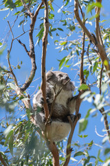Fototapeta premium Koala in tree