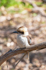 Obraz premium Kookaburra on tree branch