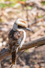 Kookaburra on tree branch