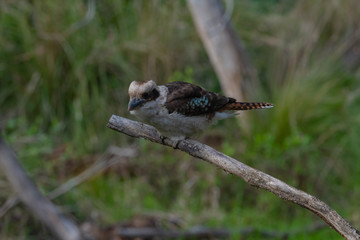 Kookaburra on tree branch