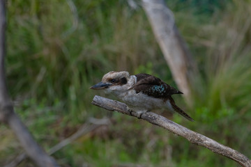 Kookaburra on tree branch