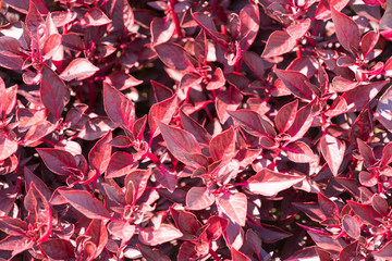 Plant with red leaves. Background. Place for your text.