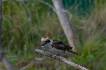 Kookaburra on tree branch