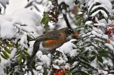 Orange Robin and Red Rowan Berries in Winter