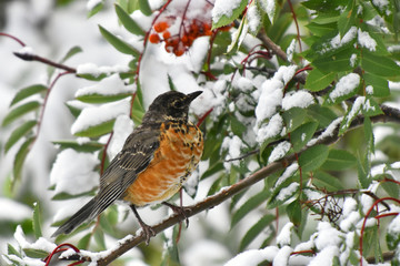 Orange Robin and Red Rowan Berries in Winter