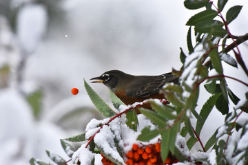 Orange Robin and Red Rowan Berries in Winter