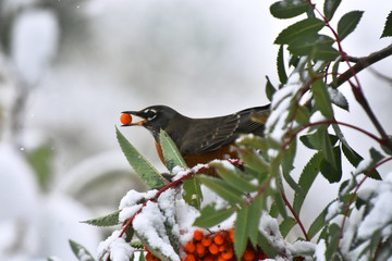 Orange Robin and Red Rowan Berries in Winter