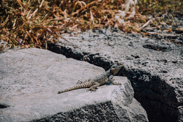 Side, Turkey. Lizard on the ruins of an ancient city. Lizard in the natural environment.