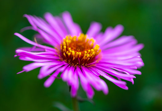 Purple flower close up macro nature flora summer