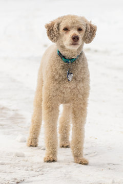 Cute Beige Labradoodle Standing In The Snow Facing Forwards