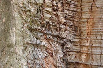 tree bark