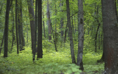 Fototapeta na wymiar forest thickets