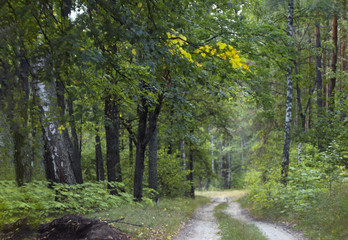 Obraz premium trail in the autumn forest
