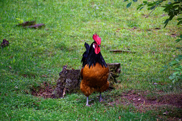 beautiful and important cock in the clearing