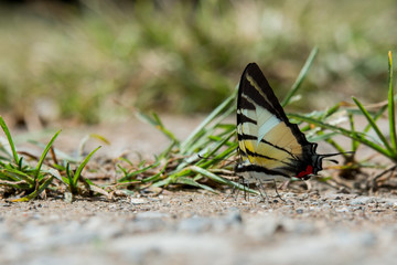 Beautiful Butterfly of Borneo , Closeup butterfly on flower ground , Butterfly of Borneo