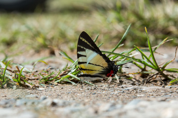 Beautiful Butterfly of Borneo , Closeup butterfly on flower ground , Butterfly of Borneo